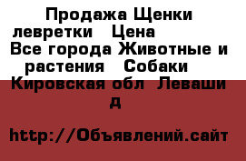 Продажа Щенки левретки › Цена ­ 40 000 - Все города Животные и растения » Собаки   . Кировская обл.,Леваши д.